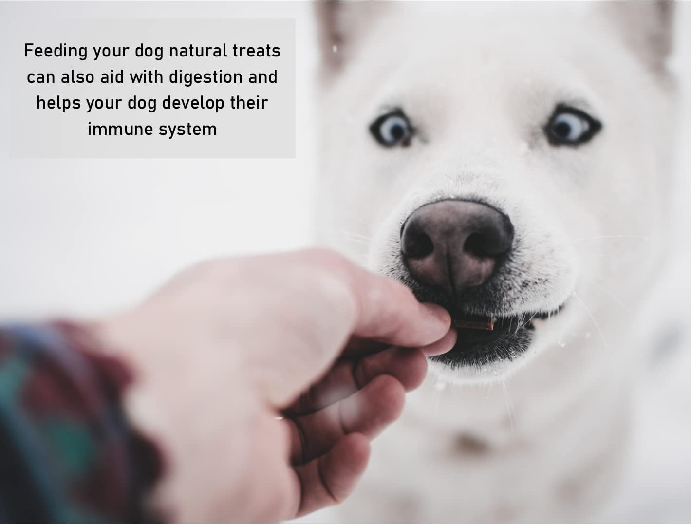 Pure Collagen Sticks X 20 Natural Healthy Choice Dog Chew and Treat DCP